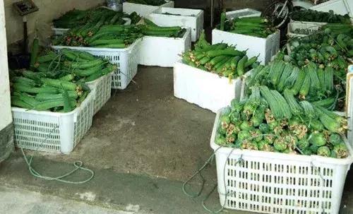 優秀絲瓜作品展播,請為菜農劉健平夫婦點贊