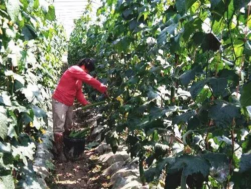 優秀絲瓜作品展播,請為菜農劉健平夫婦點贊