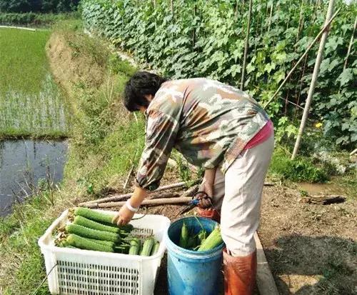 優秀絲瓜作品展播,請為菜農劉健平夫婦點贊
