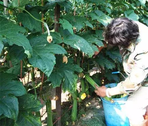 優秀絲瓜作品展播,請為菜農劉健平夫婦點贊