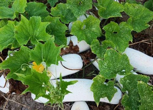 您種植過“堆堆瓜”嗎？看一看，地上全是瓜！一睹芳容