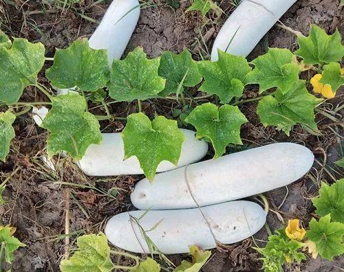 您種植過“堆堆瓜”嗎？看一看，地上全是瓜！一睹芳容