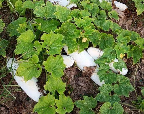 您種植過“堆堆瓜”嗎？看一看，地上全是瓜！一睹芳容