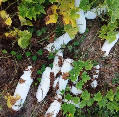 您種植過“堆堆瓜”嗎？看一看，地上全是瓜！一睹芳容