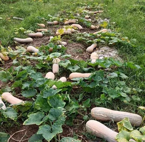 種南瓜竟然種出“麻煩”了,瓜販搶購,電視臺記者也趕來了