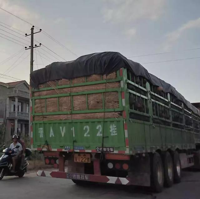 種南瓜竟然種出“麻煩”了,瓜販搶購,電視臺記者也趕來了