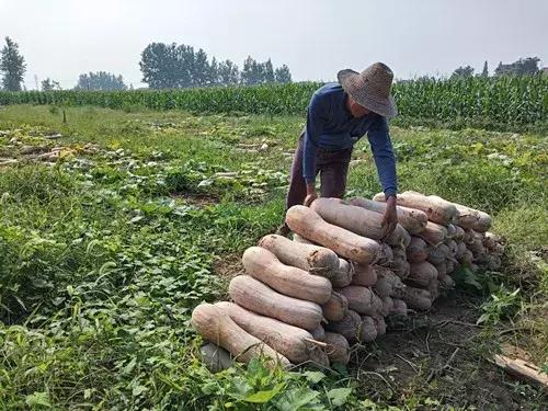 種南瓜竟然種出“麻煩”了,瓜販搶購,電視臺記者也趕來了