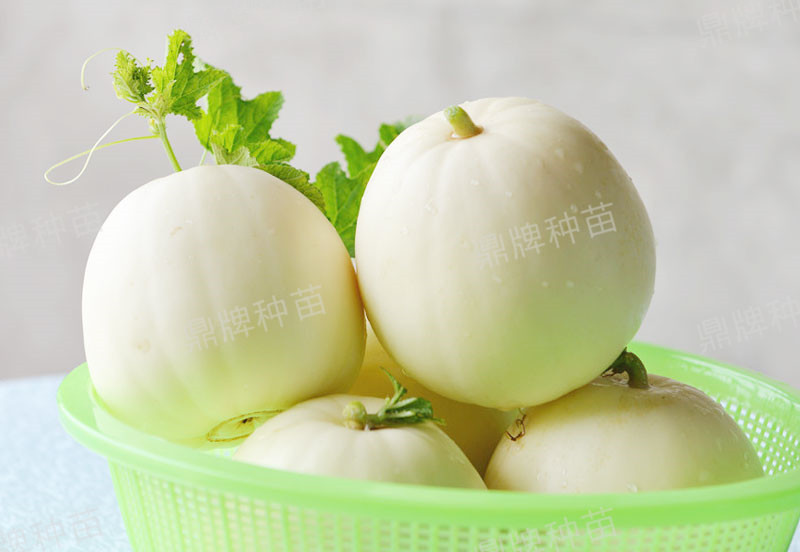 就這4個薄皮甜瓜，畝產萬斤很輕松，瓜果菜農搶著種植