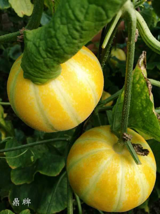 就這4個薄皮甜瓜，畝產萬斤很輕松，瓜果菜農搶著種植