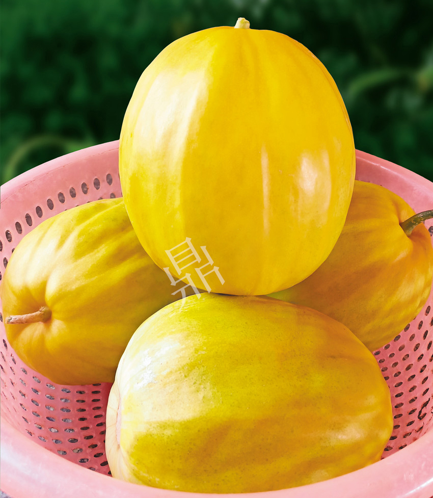 優質甜瓜新品種！畝產最高可達7000斤！還沒有畸形瓜