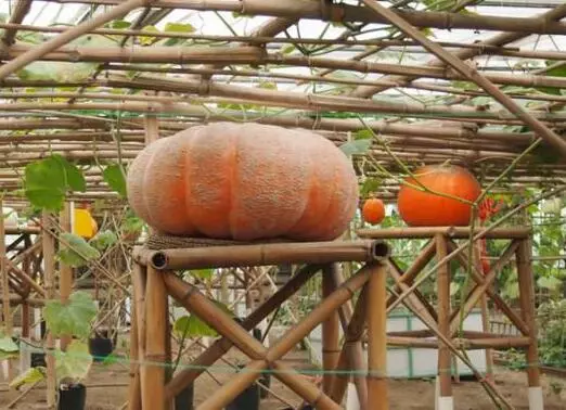 知道最甜最面的南瓜品種嗎？盤點(diǎn)十種有營養(yǎng)的甜面南瓜...