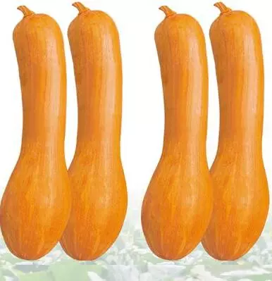 知道最甜最面的南瓜品種嗎？盤點(diǎn)十種有營養(yǎng)的甜面南瓜...