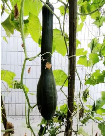 知道最甜最面的南瓜品種嗎？盤點(diǎn)十種有營養(yǎng)的甜面南瓜...