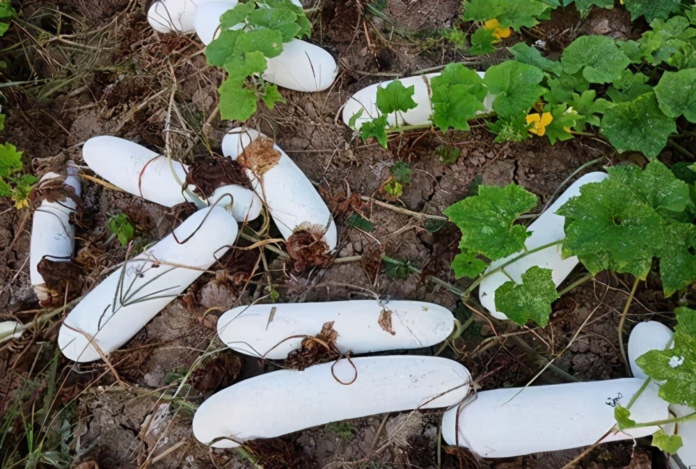 這個冬瓜品種放1年不壞，口感脆甜，多年科研就為打造這1個爆品