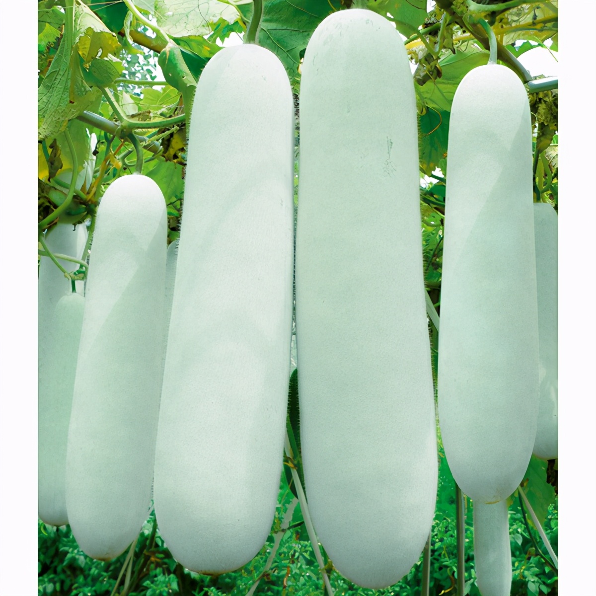 這個冬瓜品種放1年不壞，口感脆甜，多年科研就為打造這1個爆品