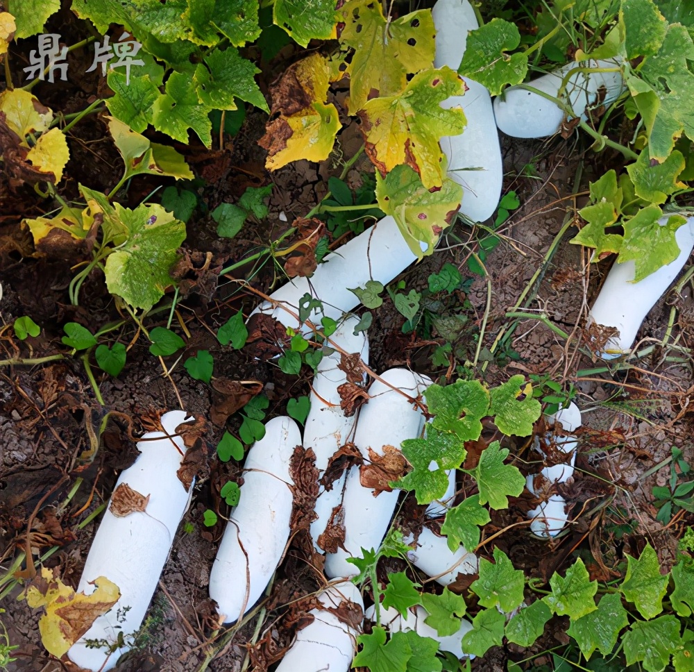 這個冬瓜品種放1年不壞，口感脆甜，多年科研就為打造這1個爆品