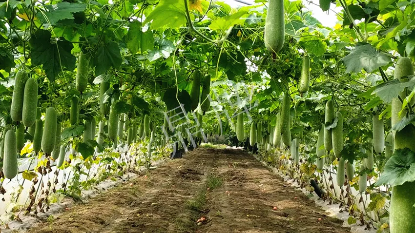 什么品種的冬瓜按個買?價格是同期黑皮冬瓜五倍