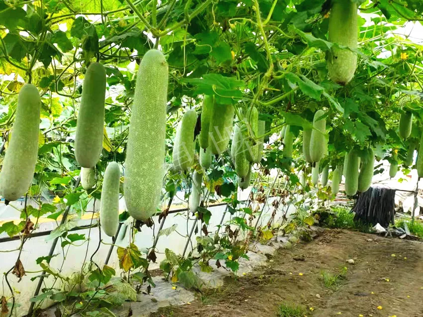 什么品種的冬瓜按個買?價格是同期黑皮冬瓜五倍