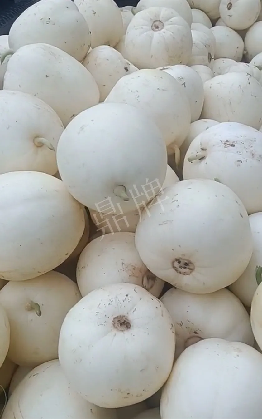 河南焦作的李向林今年種植甜瓜新品種,客戶直接拉貨走人