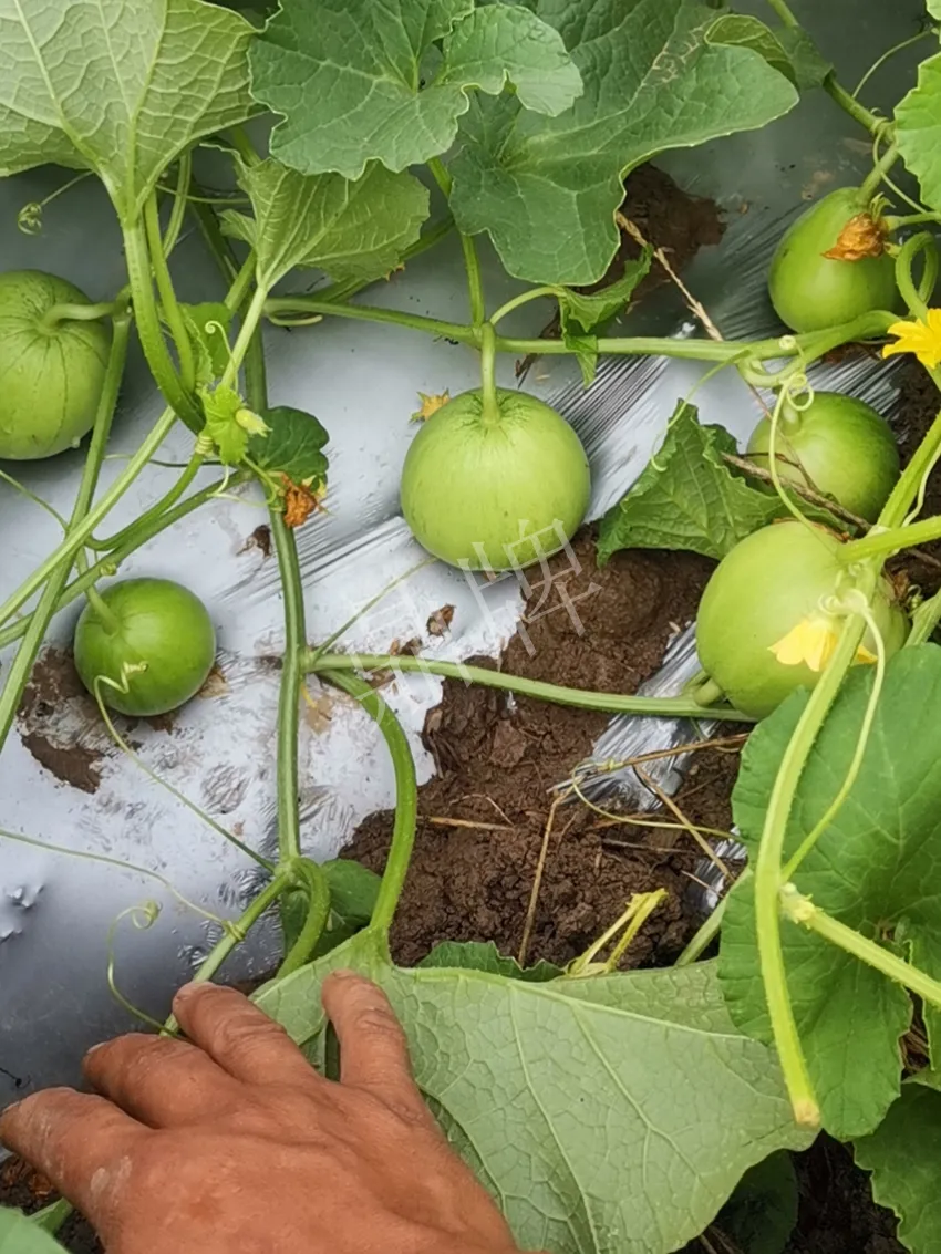 其他品種的甜瓜2塊1斤都賣不動,我的玉奶香2號甜瓜2塊5直接搶