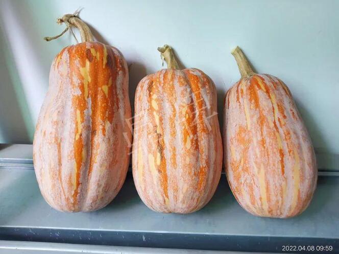 蔬菜種子種植戶(hù)客戶(hù)點(diǎn)評(píng)-去年的南瓜，放到現(xiàn)在還完好！能賣(mài)什么價(jià)？