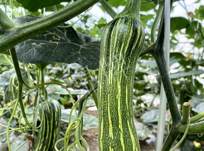 蔬菜種子種植戶客戶點評-打破常規(guī)，我的南瓜賣7元1斤……