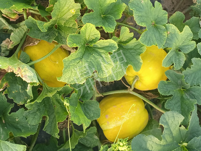 蔬菜種子種植戶客戶點評-種它！種它！高溫季節(jié)就種它！