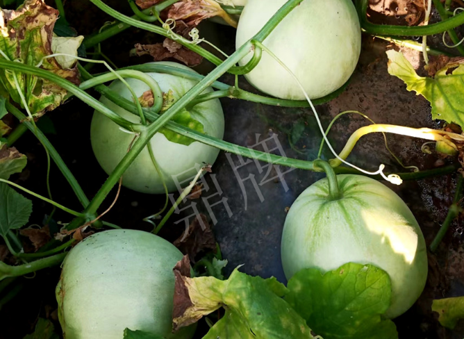 蔬菜種子種植戶客戶點評-種植這個品種，謹(jǐn)防小偷！！！