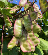 蔬菜種子種植戶客戶點評-價格好得讓種植者笑咪咪的，這個神奇的品種在霜降后還是串串結莢！