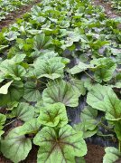 蔬菜種子種植戶客戶點評-第一次種植這種菜，現在可以上市了，大家幫我建議一下，能賣個什么價格？