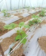 蔬菜種子種植戶客戶點評-超早！超早！我的扁豆2月15日“逆季”上市……