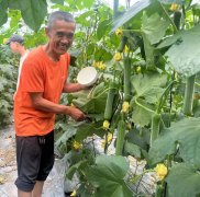 蔬菜種子種植戶客戶點評-干農業，有喜悅嗎？有的，請看！