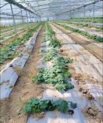 蔬菜種子種植戶客戶點評-三倍體絲瓜到底是斷頭好？還是不斷頭好？看看這位老板的做法……