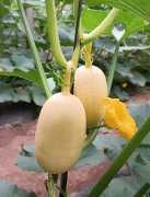 蔬菜種子種植戶客戶點評-瓜菜價格不好，太卷了！看一位種植大戶穩穩賺錢的經驗…