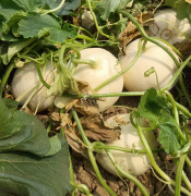 蔬菜種子種植戶客戶點評-我種植的這個品種，稱得上“白馬王子”，與大家分享！