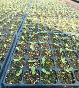 蔬菜種子種植戶客戶點評-高溫+病毒，雙重暴擊！今年種植這個品種能賺錢嗎？