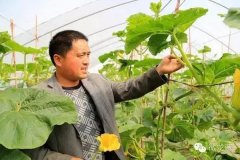 蔬菜種子種植戶客戶點評-只上過小學的他，干農業干成了當地的“牛人”……